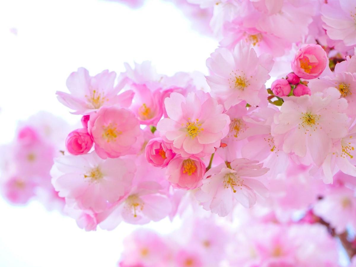 Kochi Sakura Hotel Luaran gambar